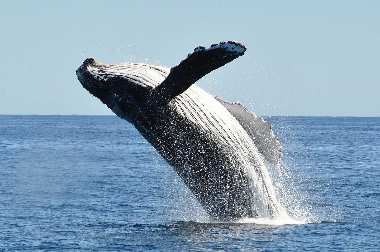 whale-watching-trincomalee