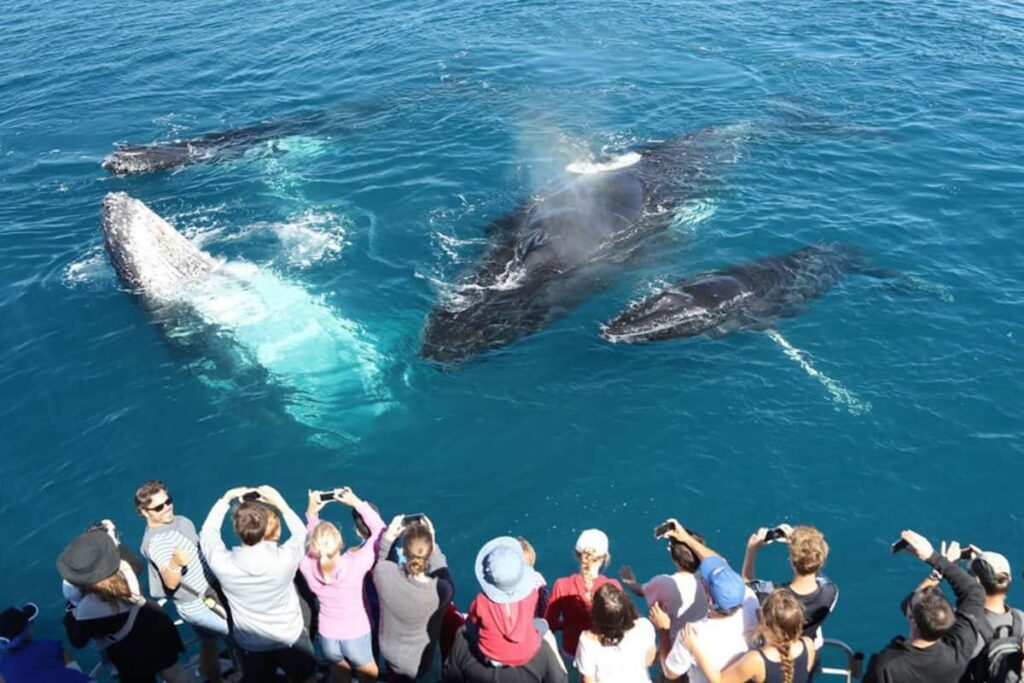 whale-watching-1024×683